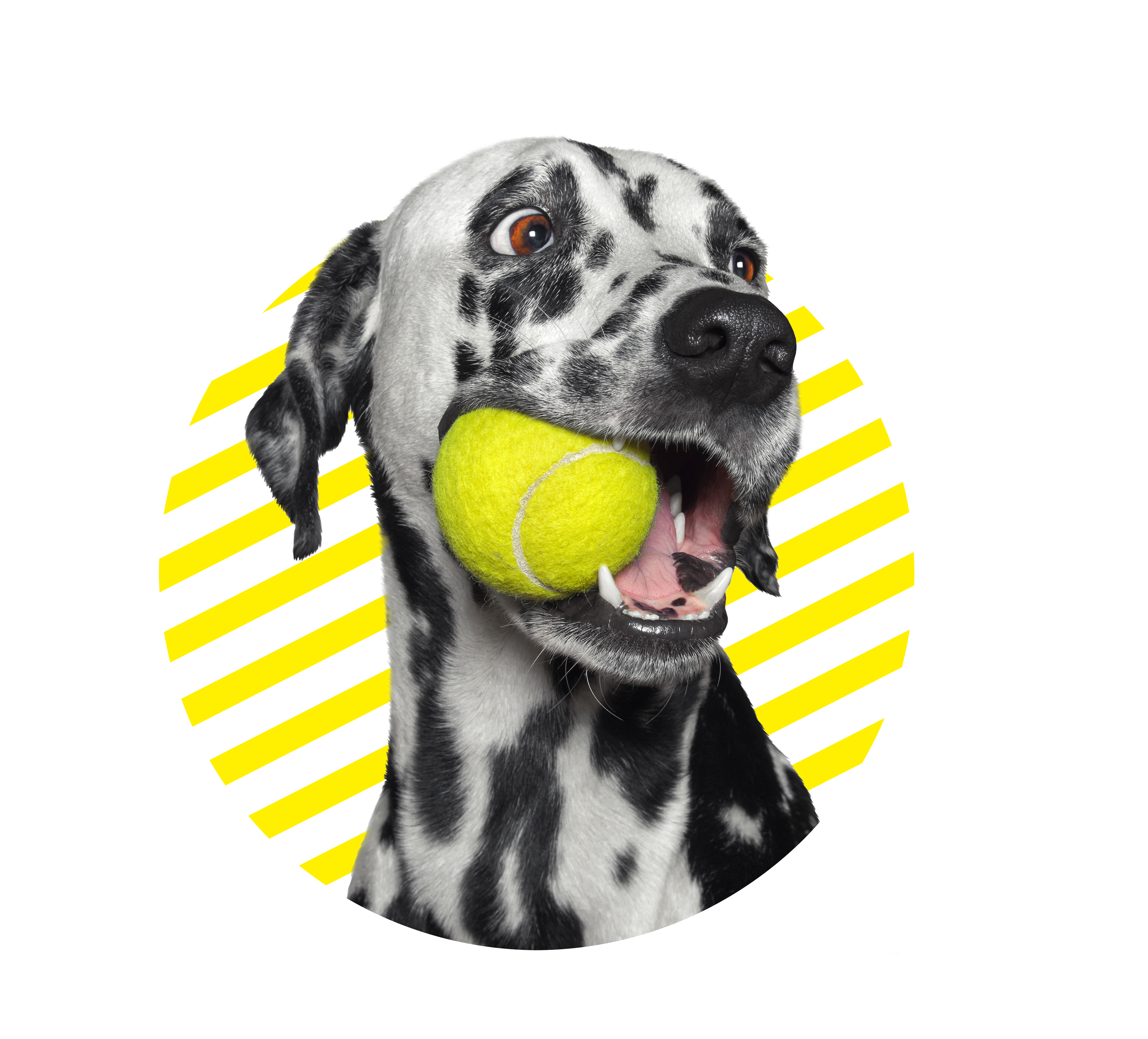 https://www.globalpetexpo.org/images/expolibraries/siteimages/expo-2024/dog_ball_circle_blend.png?sfvrsn=5b0d01ef_1